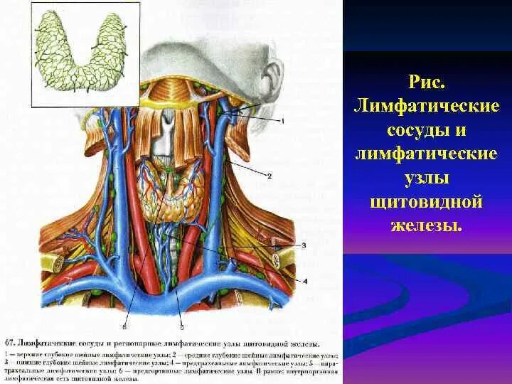 Лимфоузлы щитовидной железы анатомия. Лимфатические сосуды. Лимфатические сосуды и узлы. Основные лимфатические сосуды. Лимфоузлы на щитовидке