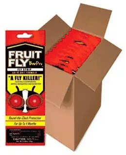 Flying fruit fly