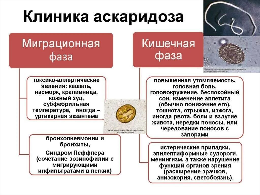 Симптомы паразитов у взрослого человека. Клинические симптомы аскаридоза. Симптомы гельминтоза у детей. Основные клинические симптомы гельминтозов. Аскаридоз клиника.