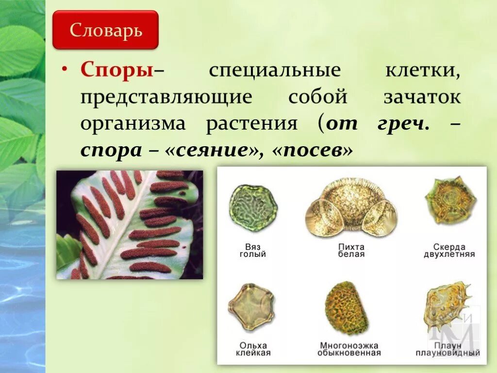 Виды спор растений. Строение споры растений. Спора строение растения. Споры растений это в биологии. Формы спор растений