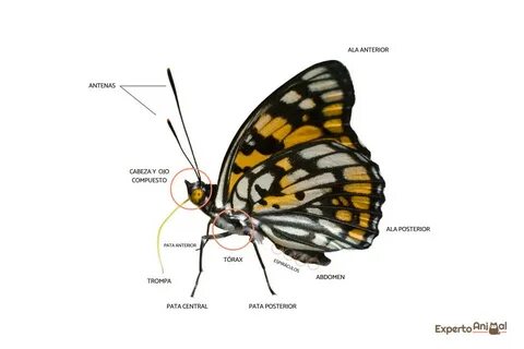 Көшедегі кездейсоқ секс порно видео