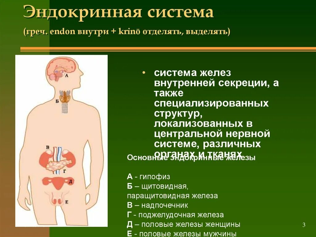 Эндокринная система. Железы эндокринной системы. Система желез внутренней секреции. Эндокринная система кратко. Заболевания эндокринных органов