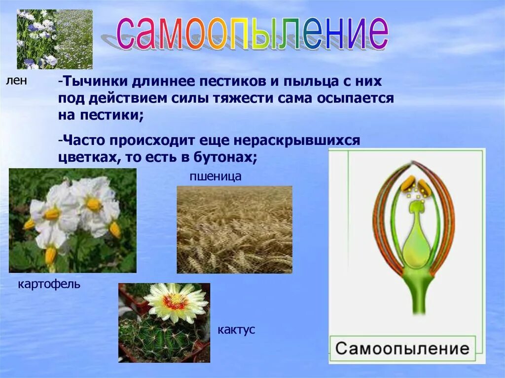 Схема самоопыления хвойные