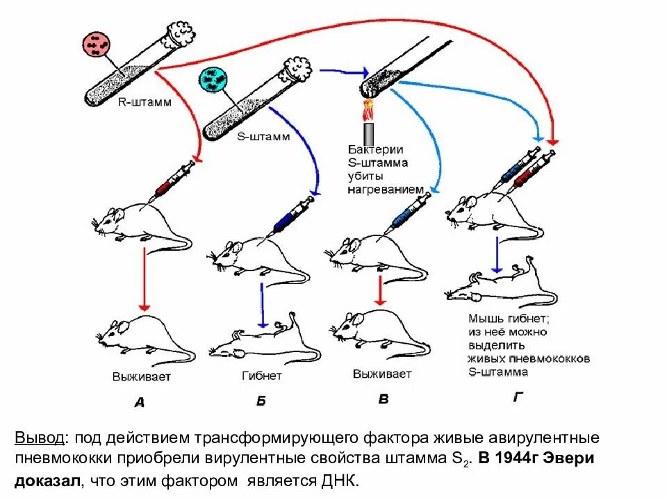 Фактор мыши. Опыты Эвери и Гриффитса. Опыт Гриффитса по трансформации. Эксперимент Эвери Маклеода и Маккарти. Опыт Гриффитса микробиология.