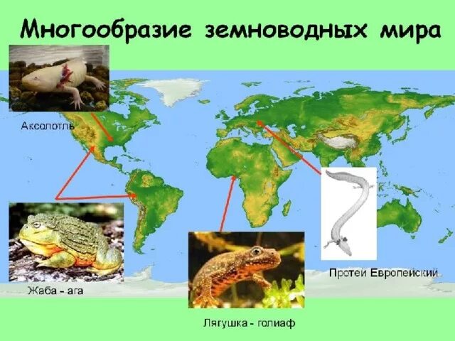 Фактор который ограничивает распространение земноводных. Распространение земноводных. карта распространения земноводных. распространение земноводных на земле. распространение бесхвостых земноводных.