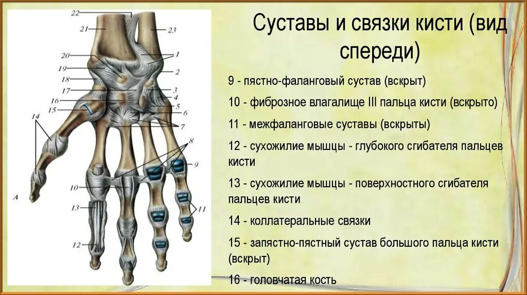 Связки стопы мкб