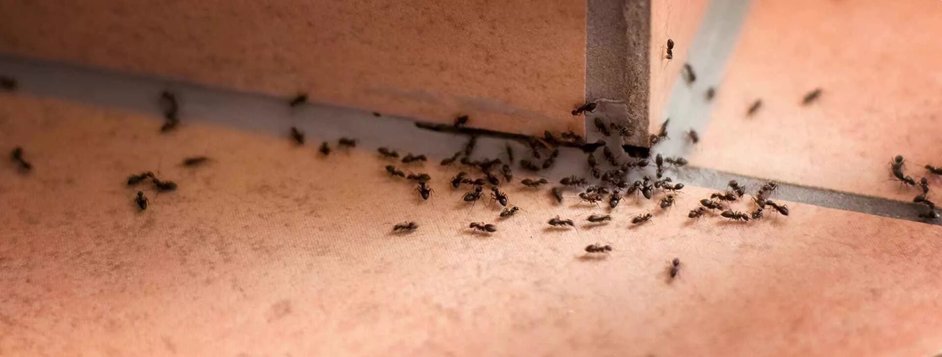 Почему появляются муравьи. Муравьи домашние мелкие. Насекомые в квартире. Мелкие черные муравьи в квартире. Домашние муравьи в квартире.