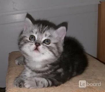 Куфар котята гомель