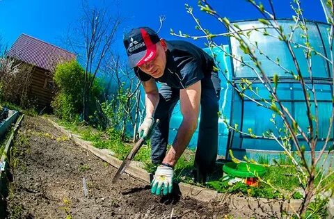Любители садоводы новосибирска
