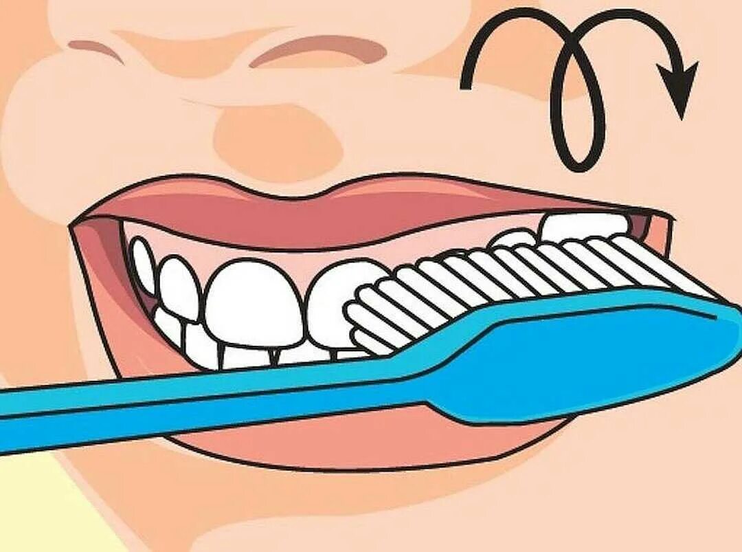 Гигиена рта состояние рта. Метод Фонеса чистки зубов. Алгоритм чистки зубов. Чистка зубов рисунок. Зуб иллюстрация.
