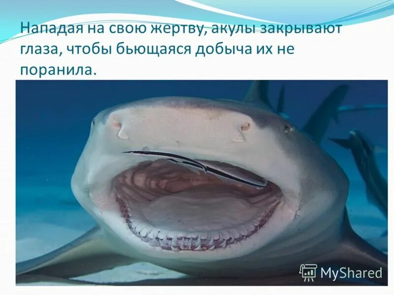 Акулы светятся в темноте. Белоглазая колючая акула. Шестижаберная акула глаза. Видят ли акулы с закрытыми глазами. Белая акула.