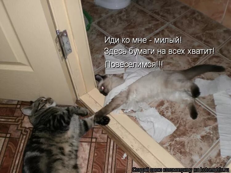 Кот хулиганит. Коты хулиганят. Коты хулиганы с надписями. Кот хулиган прикол. Решил повеселиться