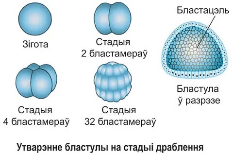 Зигота это многоклеточный зародыш