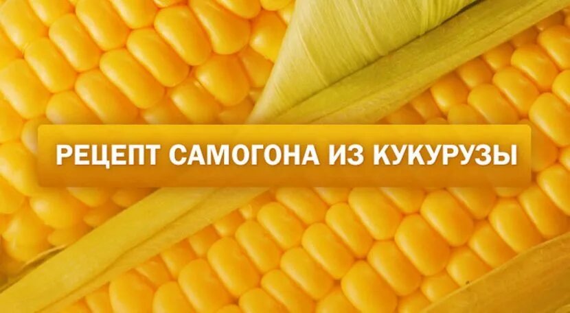 Самогон на кукурузе рецепт. Кукурузная брага. Брага из кукурузы для самогона. Брага из кукурузы. Самогон на кукурузе.