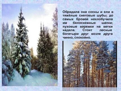 Зима обрядила сосны