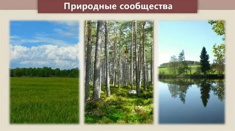 Природные сообщества 3 класс окружающий мир 21 век презентация