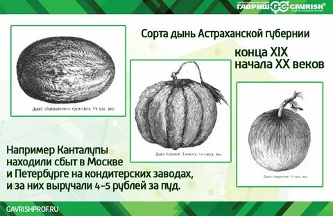 Дыня склонение