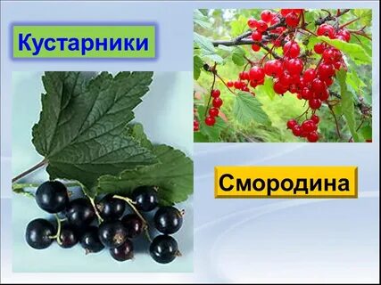 Смородина карта