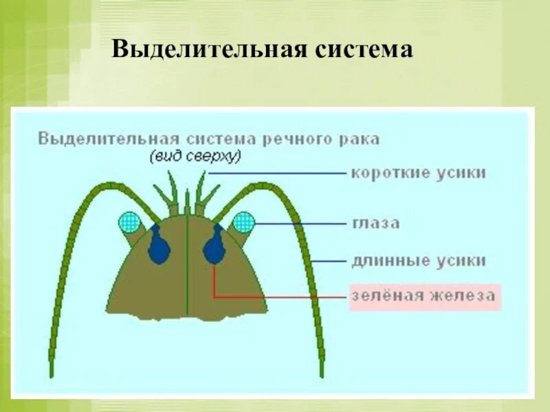 Рак какое дыхание. Videlitelnaya система система ракообразных. Выделительная система ракообразных схема. Выделительная система ракообразных. Выделительная система у Рако.