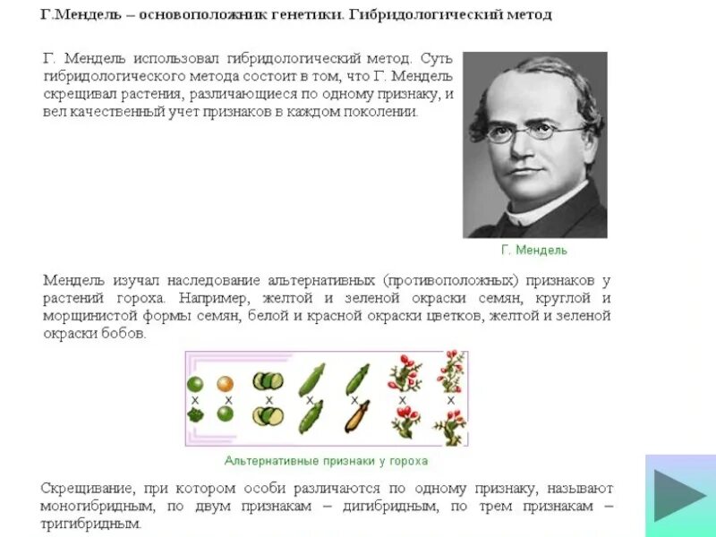 Методы генетики гибридологический. Методы генетики гибридологический метод. Мендель генетика. Методы генетики Менделя.