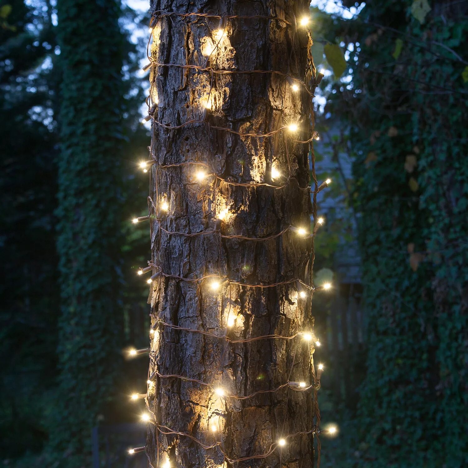 Light around. Твинкл уличный светильник. Led strips Wrapped around Trees. Light Wrap. Купить гирлянду Christmas Lights Cluster Twinkle.