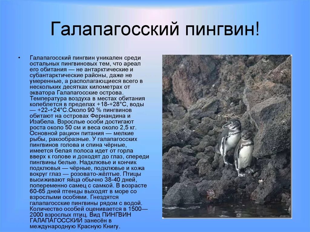 Тип развития субантарктического пингвина