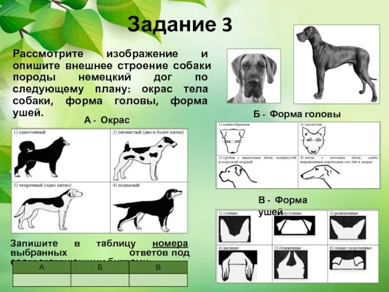 Характеристики соответствующие внешнему строению собаки. Форма тела собаки. немецкий дог форма головы. внешнее строение собаки. форма головы собаки.