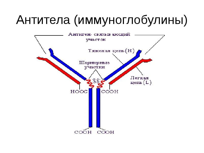 Антитела после иммуноглобулина