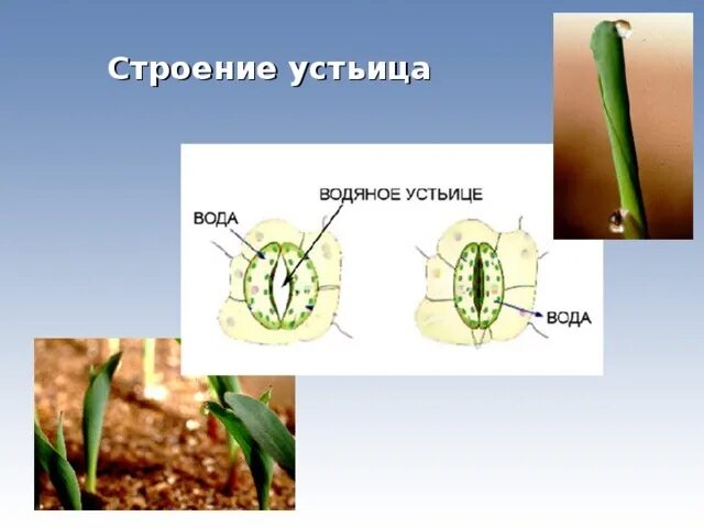 Выделение растений листопад урок. Выделение у растений схема 6 класс. Органы выделения у растений. Выделение у растений и животных. Строение устьица.