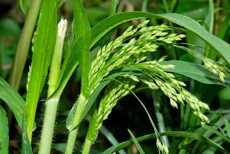 Как выглядит просо. Просо (panicum miliaceum). ежовник обыкновенный. просо сорнополевое сорняк. дикое просо в южной америке.
