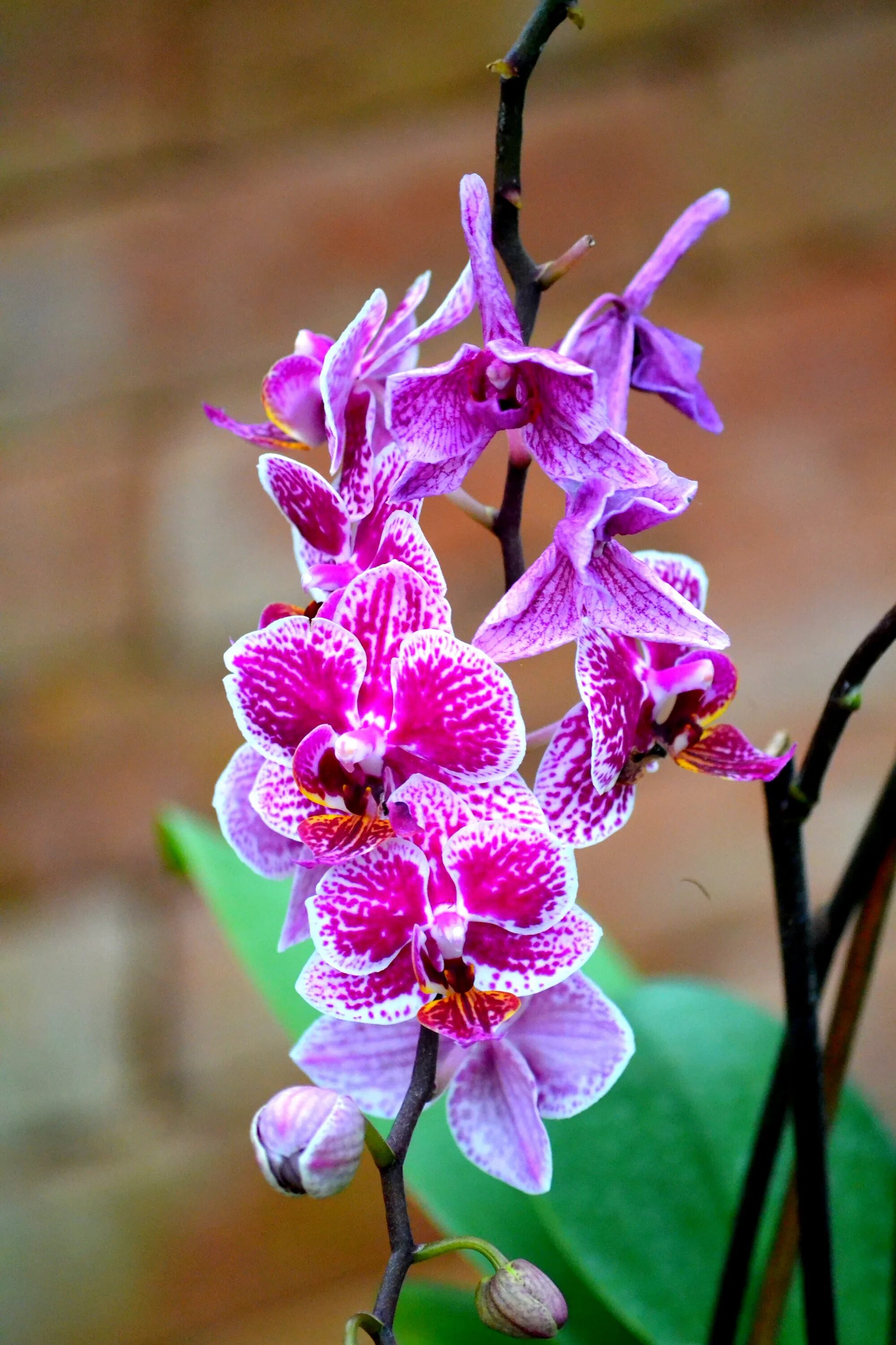 Хлорофитум комосум вариегата. Орхидея фаленопсис кардинал. Орхидея phalaenopsis pink balanz. Цветок зависает. Brassavola nodosa 'susan fuchs'.