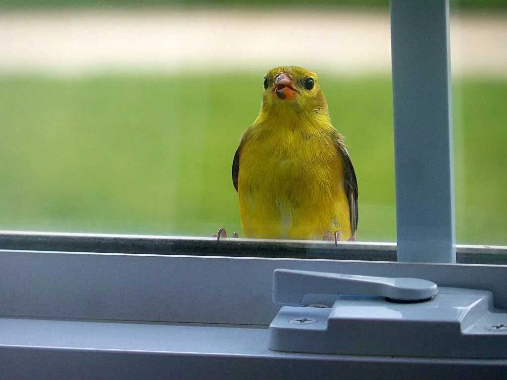Птицы за окном. Птица на подоконнике. Птицы на окна. Птица бьется в окно. Примета птица стучит