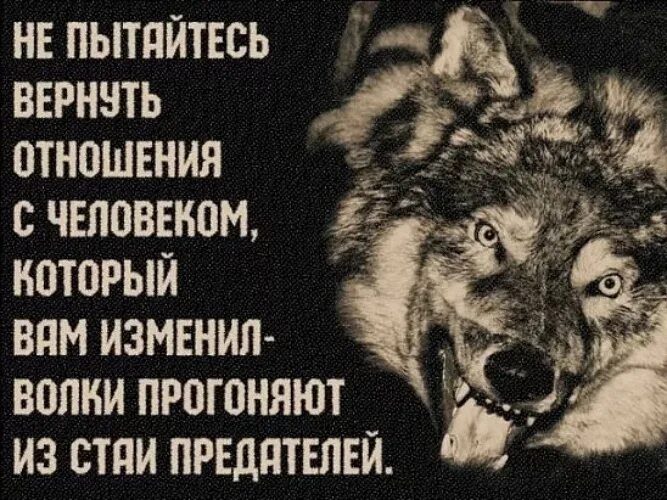 Волк не предаст. Волк с надписью. Волк и предательство. Фразы Волков. Предатель нас не вернуть читать