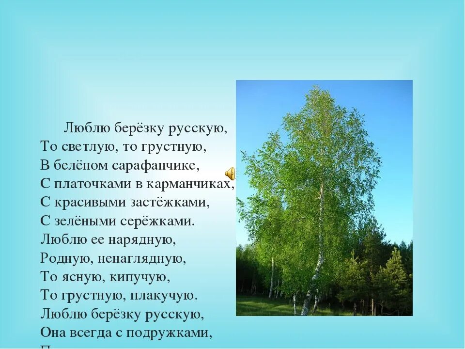 Прокофьев береза стихотворение. Проект про березу. Стихотворение про русскую березу. Проект про русскую березу. Стих люблю березку русскую.