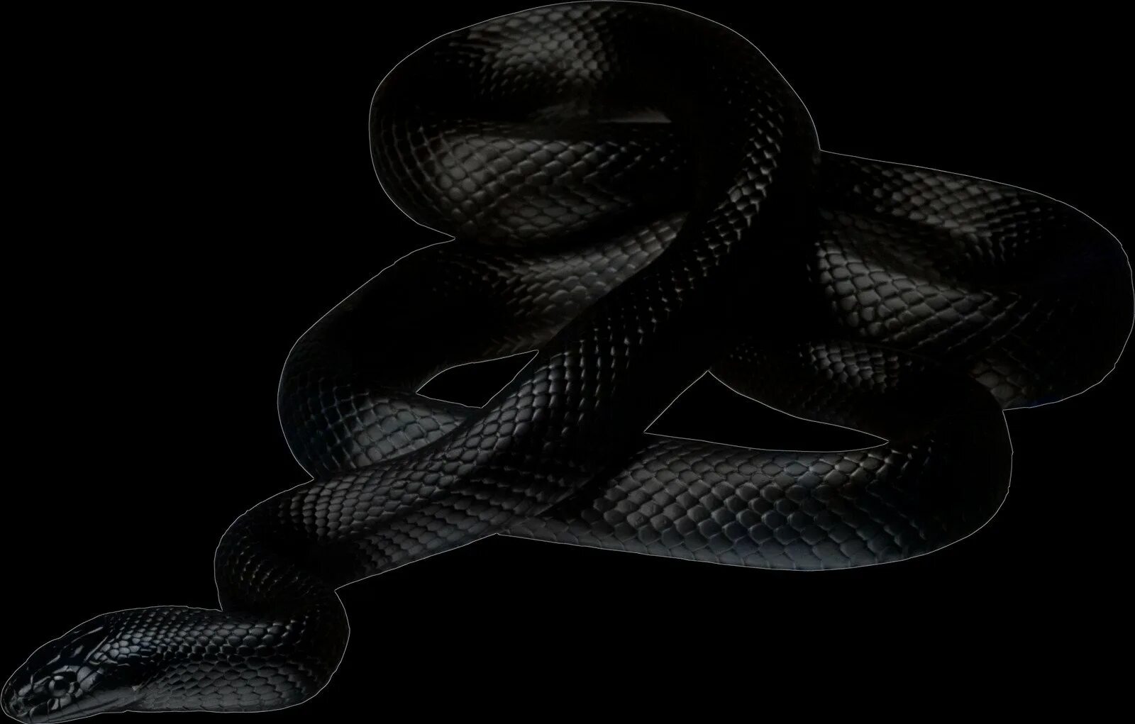 Змея грей. Змея. Черная змея. Змеи обои. Кобра на черном фоне.