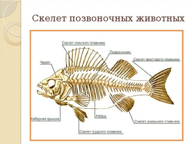 Основные части скелета позвоночных. Схема строения скелета позвоночных. Отделы скелета рыб 7 класс биология. Скелет окуня схема.