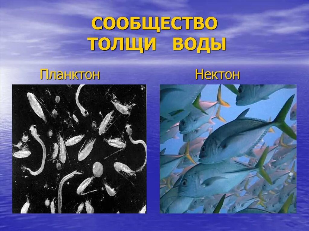 Сообщество толщи воды