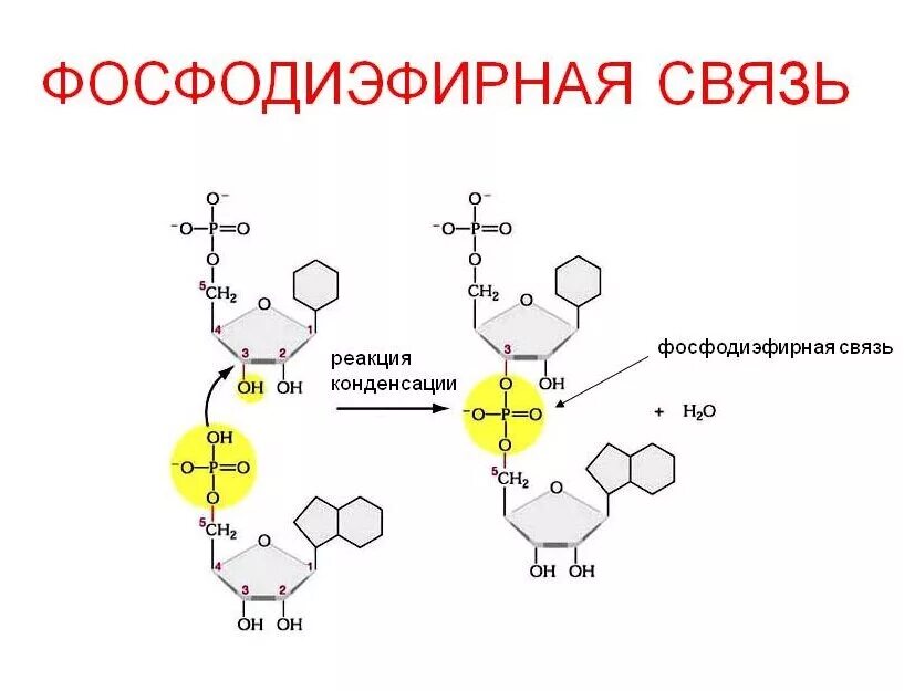 5 3 концы рнк и днк. Фосфодиэфирные связи в нуклеиновых кислотах. Реакция образования фосфодиэфирной связи. Образование фосфодиэфирной связи между нуклеотидами. Нуклеотиды ДНК фосфодиэфирные связи.