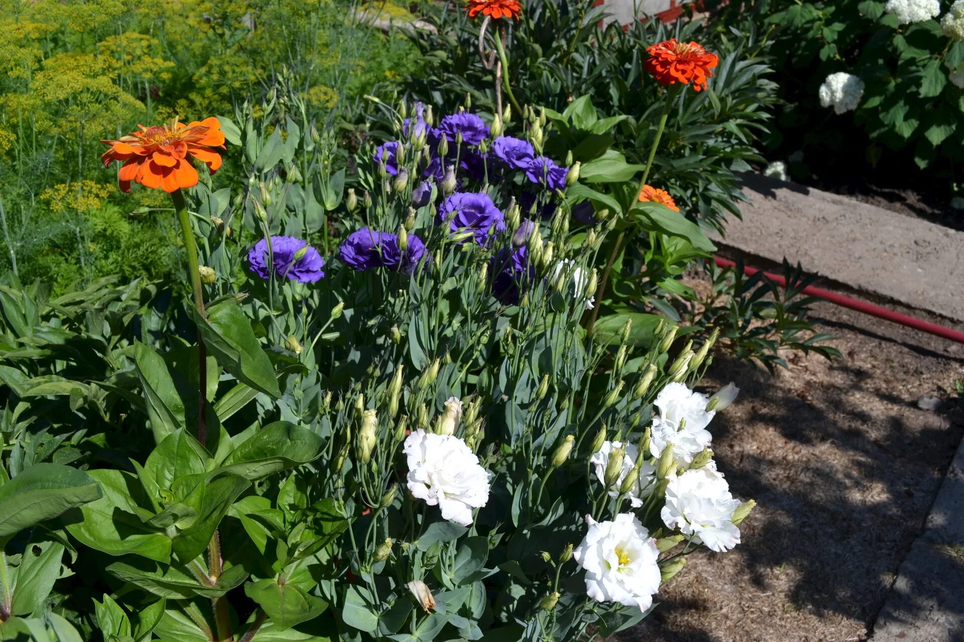 Эустома дачная. Эустома однолетник. Эустома многолетник. Мускари и крокусы. Эустома саженцы.