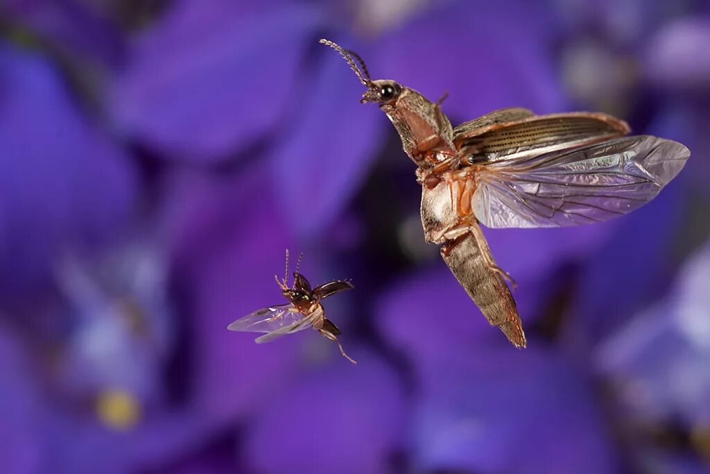 Ловит летающих насекомых. Летающие насекомые. Полет насекомых. Летающие майские насекомые. Ночные летающие насекомые.