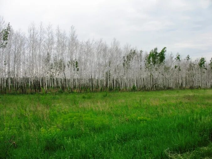 Почему урожай на полях защищенных лесополосами особенно. Лесозащитные полосы СССР. Защитные лесополосы. Ветрозащитные полосы. Лесополоса в городе.