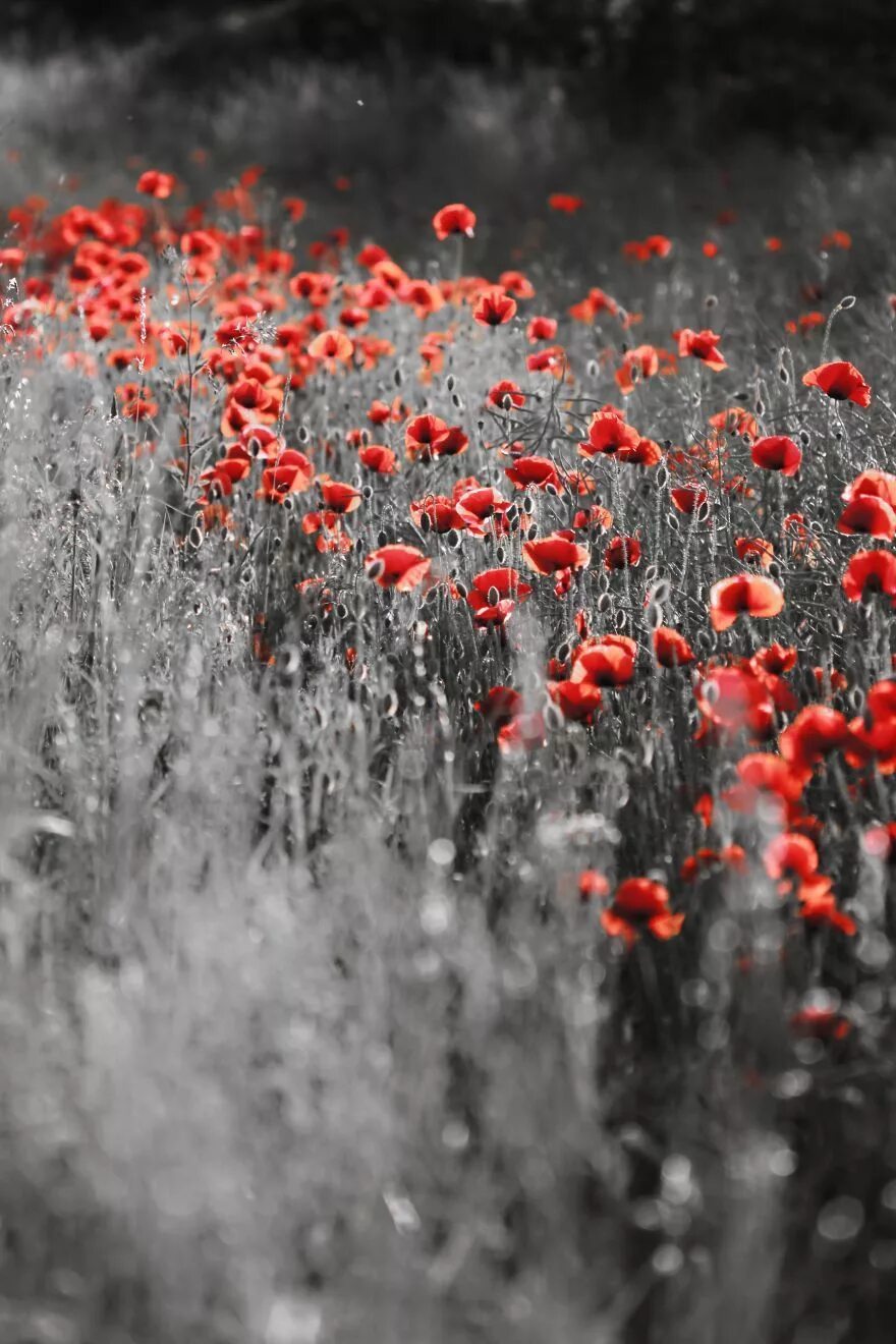 Фон для буклета красный. Красные и белые. White and red make. Стильный фон для презентации. Красно белый фон абстракция.