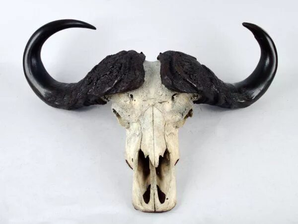 Череп африканского буйвола. Череп быка. Голова буйвола. Рога бизона.