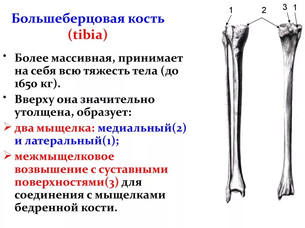 Находится берцовая кость. Большая берцовая кость анатомия. Большая берцовая кость анатомия строение. Бугристость большеберцовой кости анатомия. Большая берцовая кость анатомия человека.