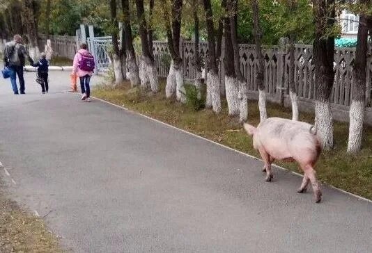 Как гуляют свиньи. Свинья гуляет по улице. Поросенок гуляет по городу.