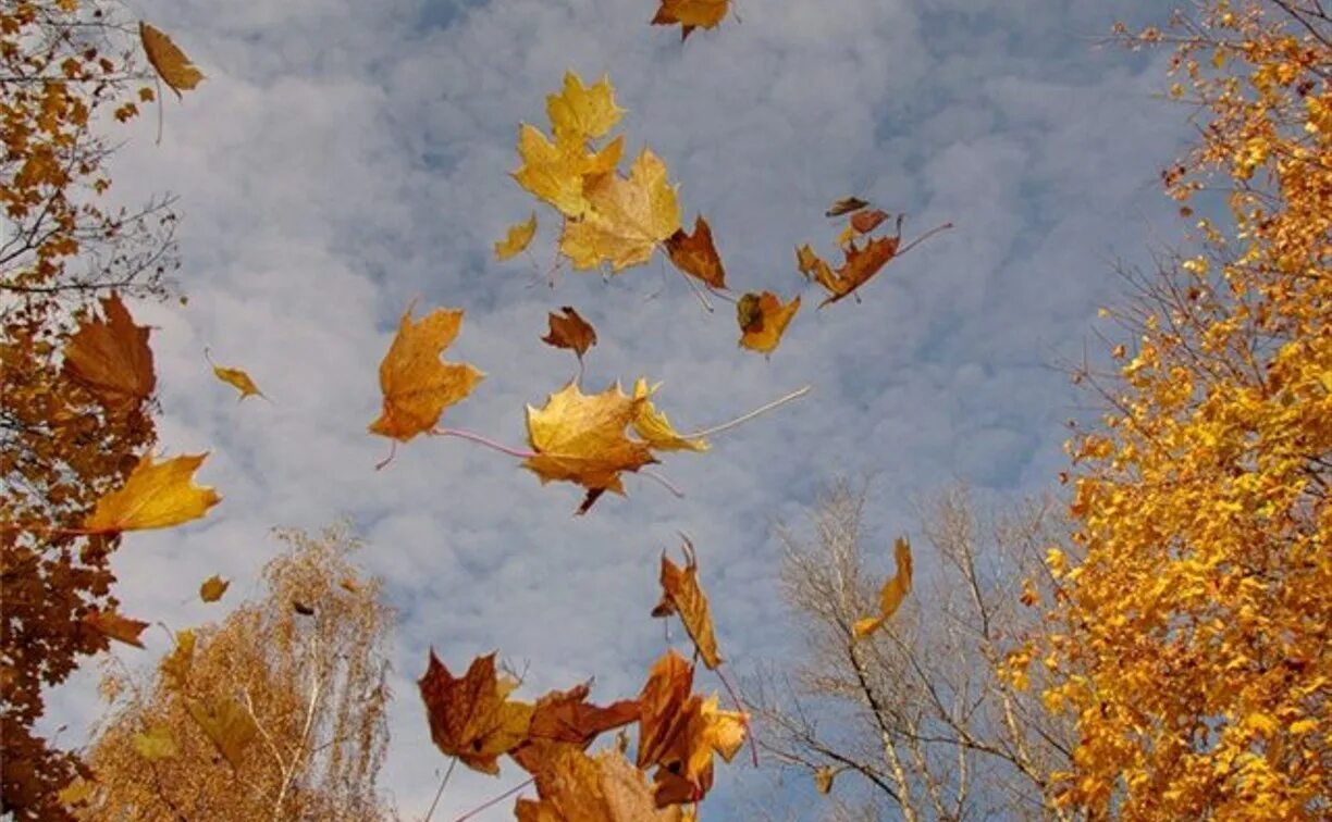Падающие листья. Осень листопад. Осень ветер. Лист на ветру. Конец сентября ветер треплет деревья