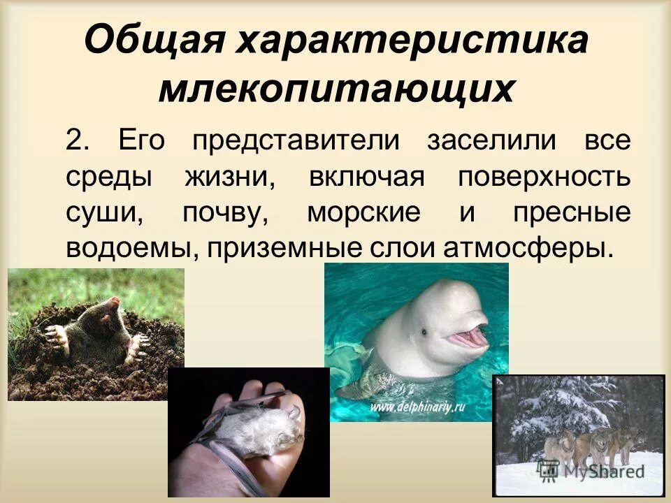 Обитания млекопитающих. Млекопитающие представители. характеристика млекопитающих. класс млекопитающие общая характеристика. среды жизни млекопитающих.