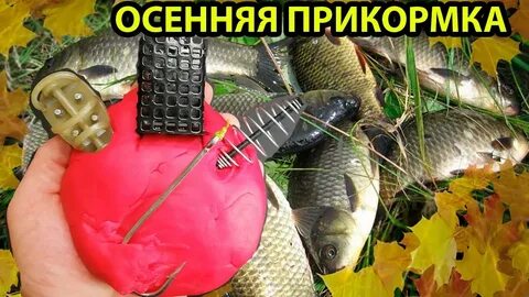 Приманка на карася осенью