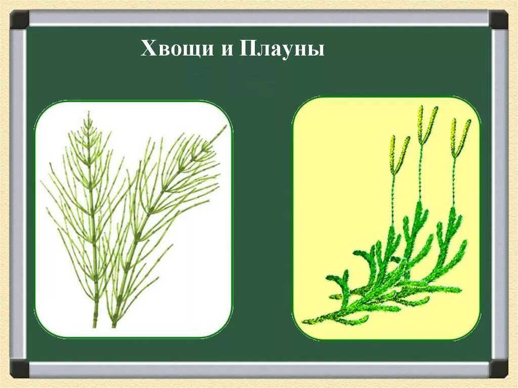 Плауны Хвощевидные. Плауны хвощи папоротники. Спороносная часть плауна. Хвощи биология 6 класс.