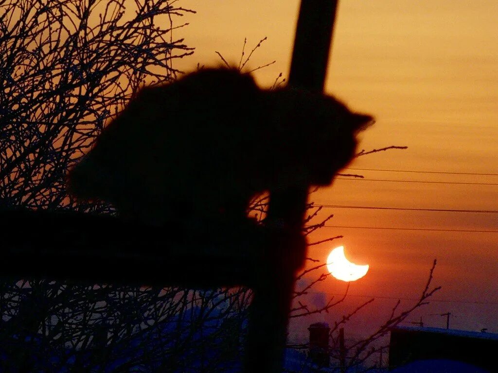 Пили всю ночь до утра. Шумел камыш деревья гнулись. Ночка темная. Деревья гнулись а ночка темная была. А ночка темная была.